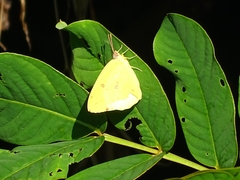 Catopsilia florella