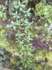 Coprosma pseudocuneata