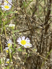 Erigeron philadelphicus