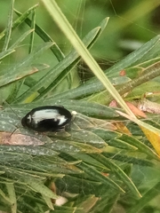 Psylliodes chrysocephala