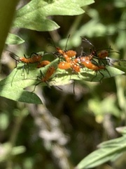 Leptoglossus phyllopus