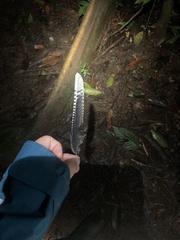 Nyctidromus albicollis