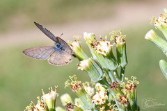 Leptotes pirithous