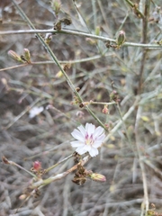 Stephanomeria diegensis