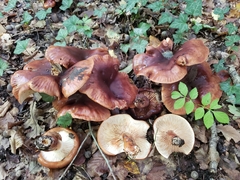 Tricholoma ustaloides