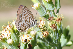 Leptotes pirithous
