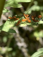 Leptoglossus phyllopus