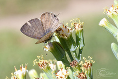 Leptotes pirithous