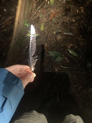 Nyctidromus albicollis