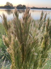 Andropogon glomeratus