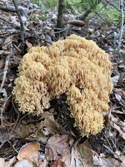 Ramaria flava