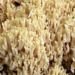 Ramaria flava