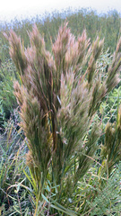 Andropogon glomeratus