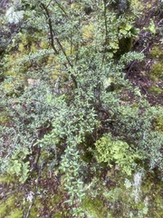 Coprosma pseudocuneata