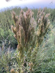 Andropogon glomeratus