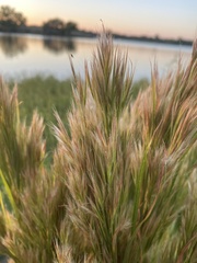 Andropogon glomeratus