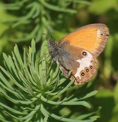 Coenonympha arcania