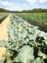 Brassica oleracea italica