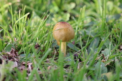 Bolbitius