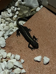 Triturus carnifex