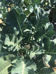 Brassica oleracea italica
