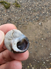 Littorina