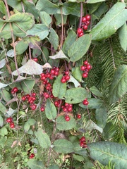 Lonicera