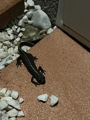 Triturus carnifex