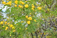 Leucaena retusa