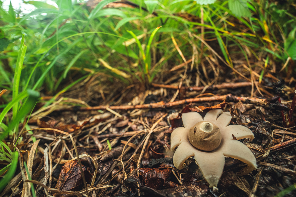 Geastrum fimbriatum
