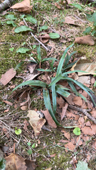 Careyanae
