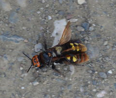 Megascolia maculata maculata