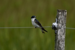 Tachycineta leucorrhoa