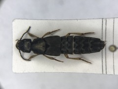 Platydracus viridanus