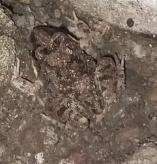 Tomopterna kachowskii