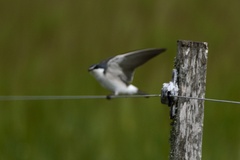 Tachycineta leucorrhoa