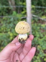 Amanita franchetii