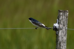 Tachycineta leucorrhoa