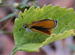 Copaeodes aurantiaca