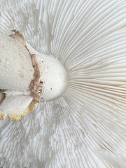 Amanita franchetii