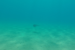 Pteroplatytrygon violacea