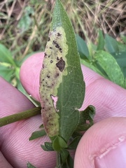 Nemorimyza posticata