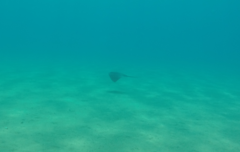 Pteroplatytrygon violacea