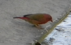 Lagonosticta senegala