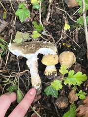 Amanita franchetii