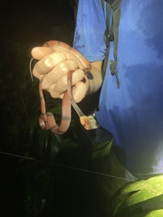 Siphlophis compressus