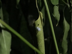 Cryptolaemus