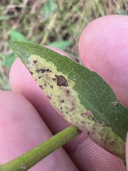 Nemorimyza posticata