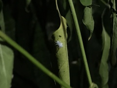 Cryptolaemus