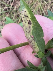 Nemorimyza posticata